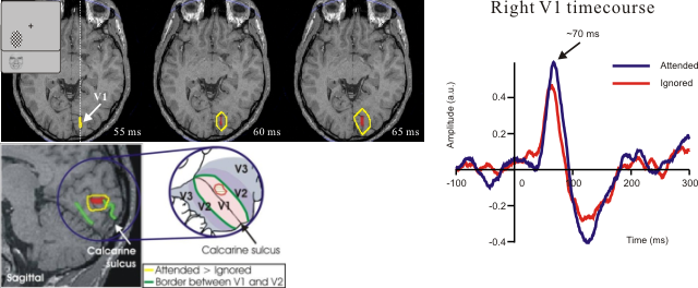 Earliest attentional effect in V1